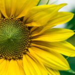 closeup photo of yellow sunflowers